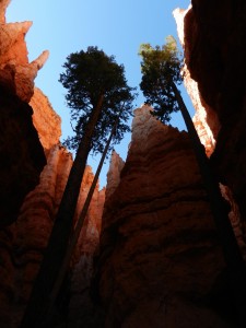 USA Bryce Canyon                                                